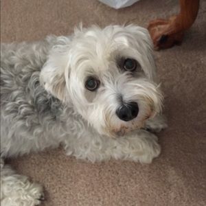 Meet your Posher, Miranda